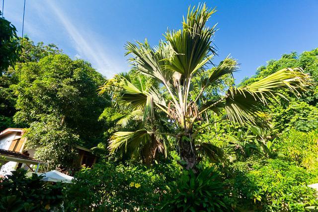 Cote Sud - Unique Villa & Bungalows Intendance Road Takamaka Ruang foto