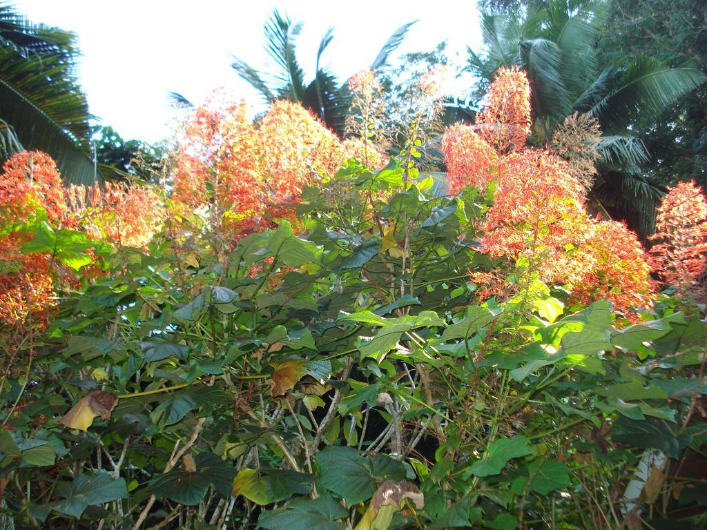 Cote Sud - Unique Villa & Bungalows Intendance Road Takamaka Ruang foto