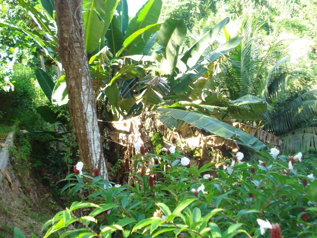 Cote Sud - Unique Villa & Bungalows Intendance Road Takamaka Ruang foto